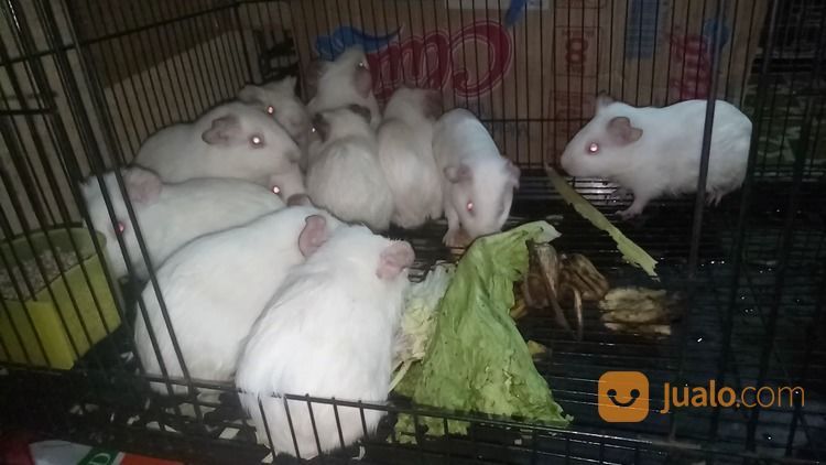 Marmut Putih Polos Albino Mata Merah