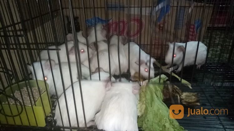 Marmut Putih Polos Albino Mata Merah