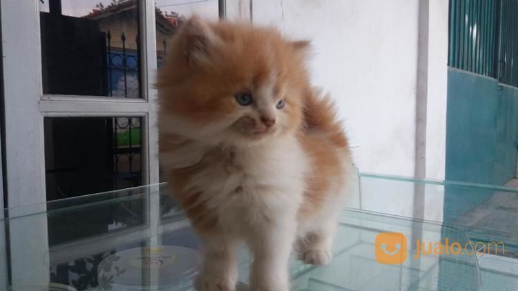 KUCING PERSIA BETINA 3 BULAN