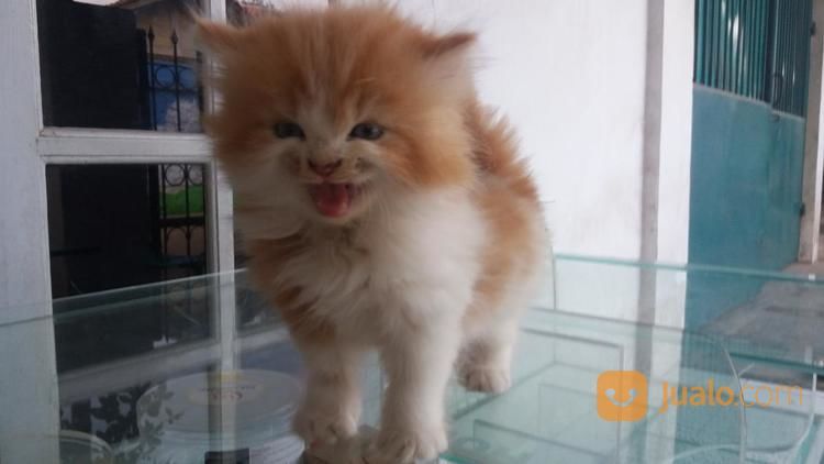 KUCING PERSIA BETINA 3 BULAN