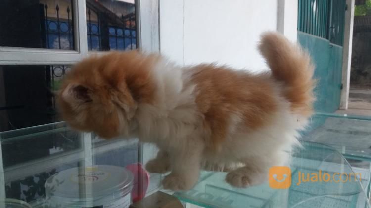 KUCING PERSIA BETINA 3 BULAN