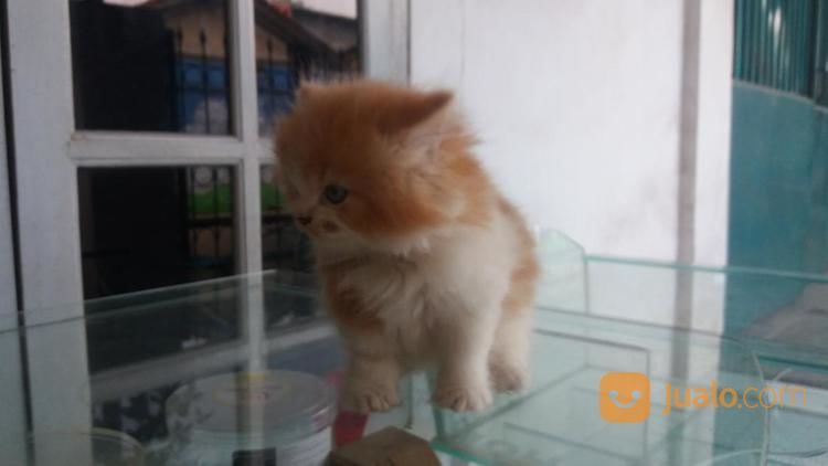 KUCING PERSIA BETINA 3 BULAN