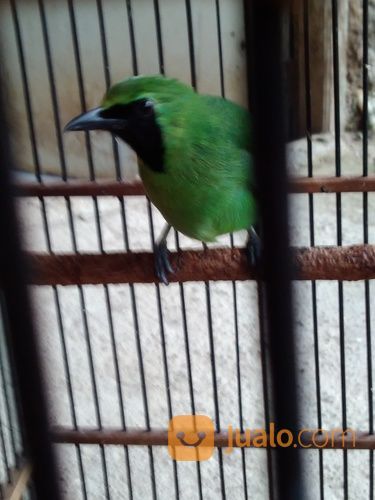 Cucak Ijo Banyuwangi,