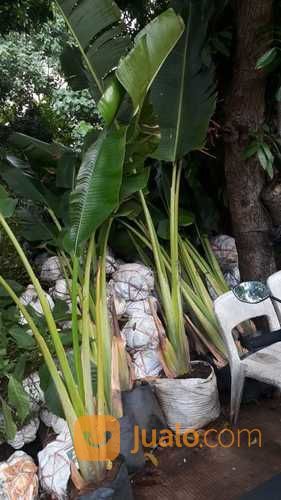 Pohon Pisang Kipas 081292127731