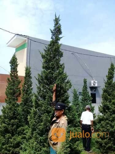 Cemara Pua Pua/Cemara Udang/Cemara Lilin/Cemara Tretes/Cemara Pinus 081292127731