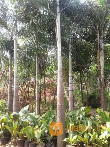 Pohon Palem Ekor Tupai 081292127731