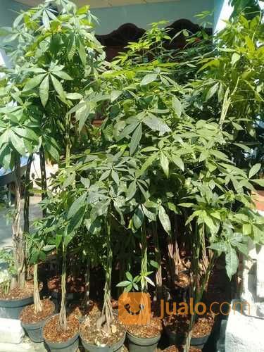 Pohon Pachira 081292127731