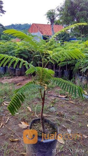 Termurah Bibit Petai/Pete Tinggi 1Meter