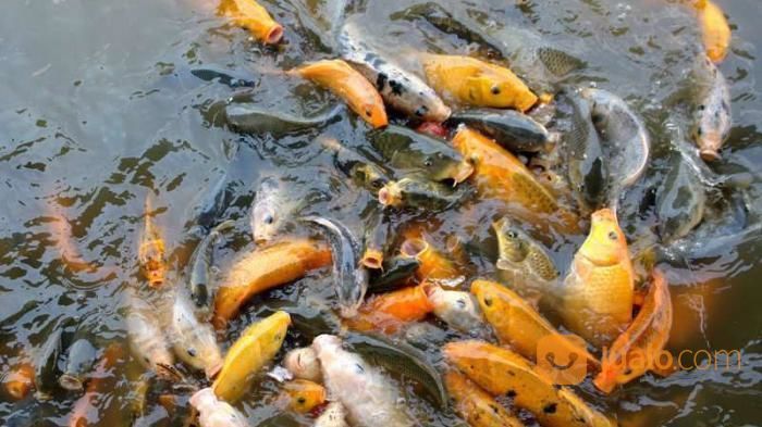 Ikan Mas Konsumsi, Ikan Mas Pemancingan, Ikan Mas Hidup, Ikan Mas Murah, Ikan Mas Pancing