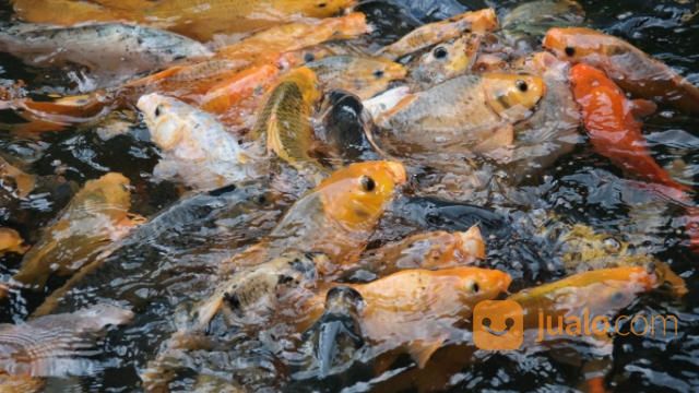 Ikan Mas Konsumsi, Ikan Mas Pemancingan, Ikan Mas Hidup, Ikan Mas Murah, Ikan Mas Pancing