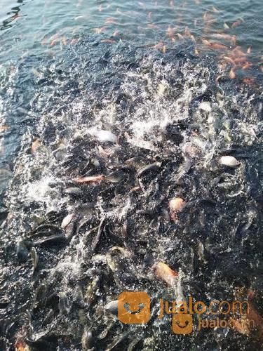 Ikan Mas Konsumsi, Ikan Mas Pemancingan, Ikan Mas Hidup, Ikan Mas Murah, Ikan Mas Pancing