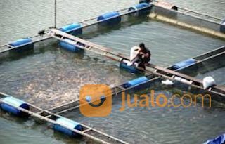 Ikan Mas Konsumsi, Ikan Mas Pemancingan, Ikan Mas Hidup, Ikan Mas Murah, Ikan Mas Pancing