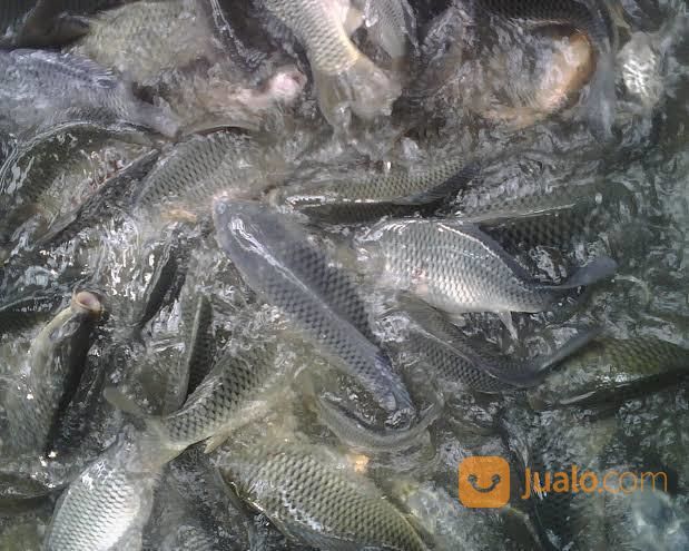 Ikan Mas Konsumsi, Ikan Mas Pemancingan, Ikan Mas Hidup, Ikan Mas Murah, Ikan Mas Pancing