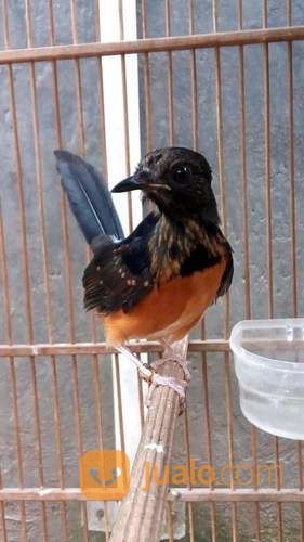 Anakan Murai Batu Medan Super