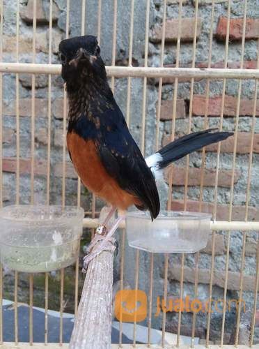 Anakan Murai Batu Medan Super