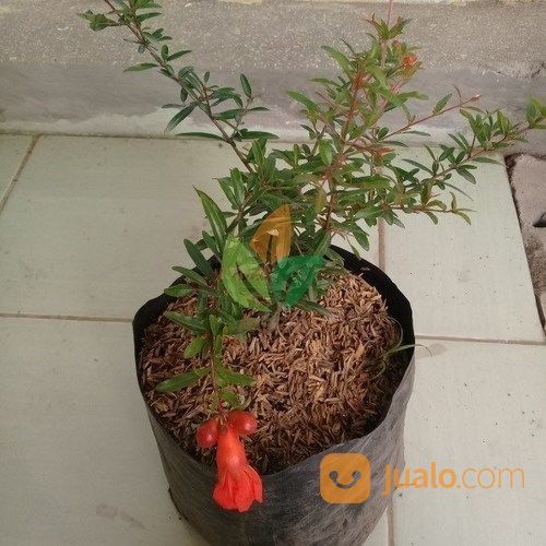 Bibit Buah Delima Merah