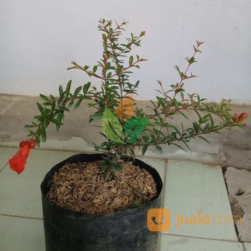 Bibit Buah Delima Merah