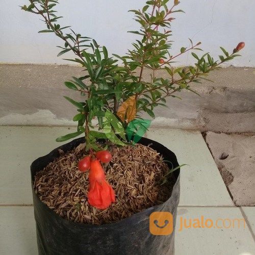 Bibit Buah Delima Merah