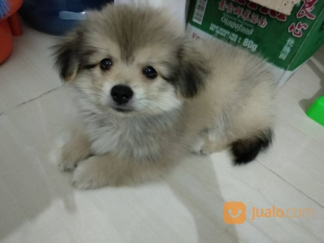 Puppy Pom Mix Corgi