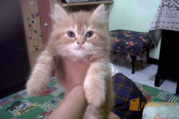 Anak Kucing Persia Flatnose Redtabby Jantan