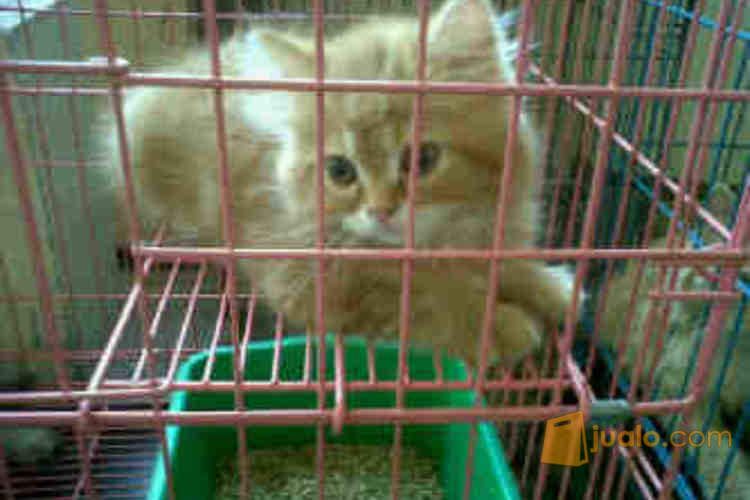 Anak Kucing Persia Flatnose Redtabby Jantan