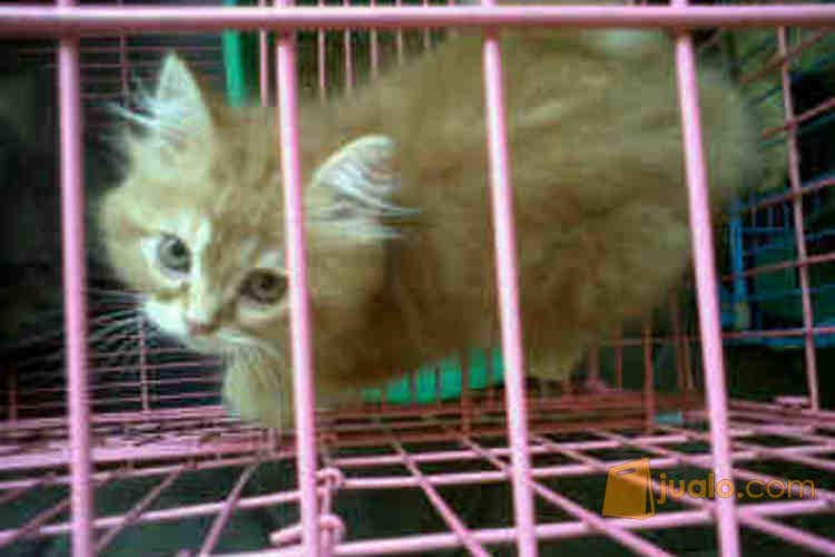 Anak Kucing Persia Flatnose Redtabby Jantan