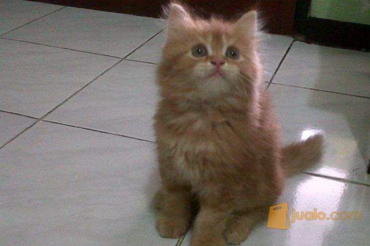 Anak Kucing Persia Flatnose Redtabby Jantan