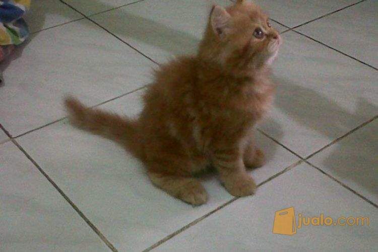 Anak Kucing Persia Flatnose Redtabby Jantan