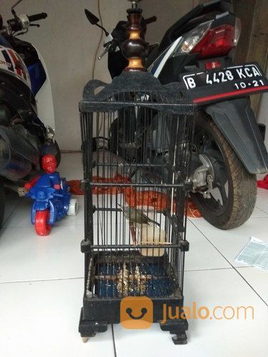 Burung Opior Jawa Dan Sangkar