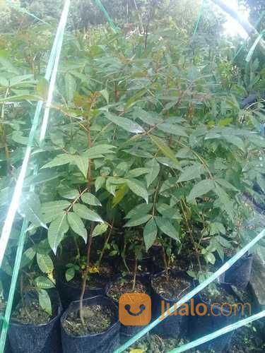 Paket 20 Polibeg Bibit Andaliman