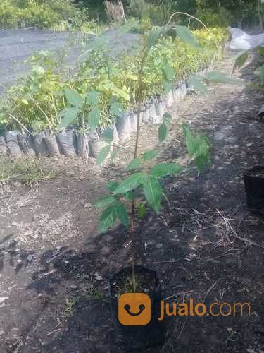 Paket 20 Polibeg Bibit Andaliman