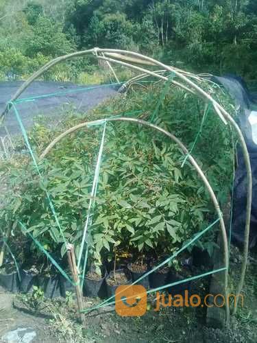 Paket 20 Polibeg Bibit Andaliman