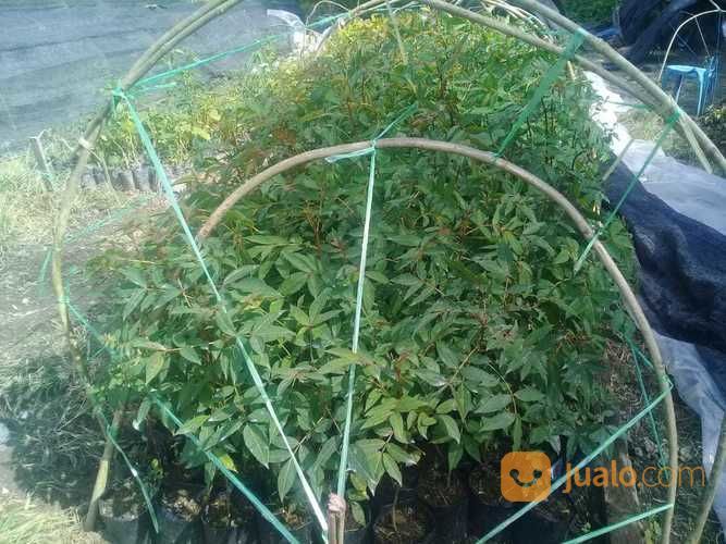 Paket 20 Polibeg Bibit Andaliman