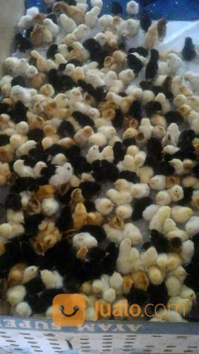 DOC AYAM KAMPUNG SUPER / JOPER