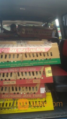 DOC AYAM KAMPUNG SUPER / JOPER