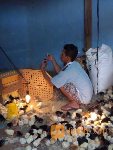 DOC AYAM KAMPUNG SUPER / JOPER