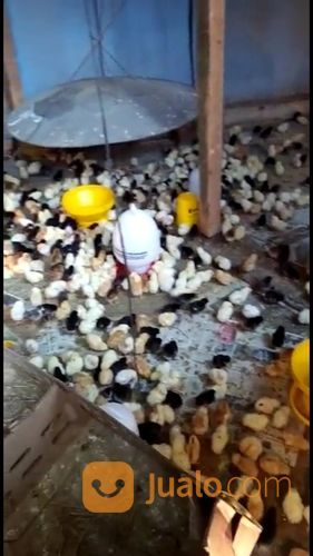 DOC AYAM KAMPUNG SUPER / JOPER