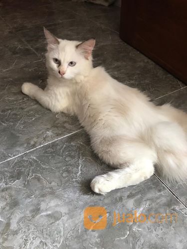 Kucing Anggora Medium Usia 6 Bulan
