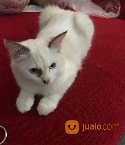 Kucing Anggora Medium Usia 6 Bulan