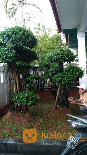 Pohon Bongsai Beringin Korea