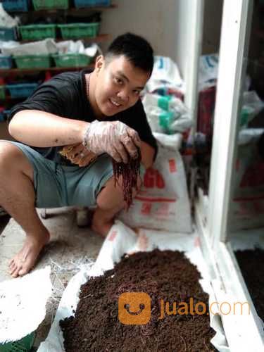 Cacing Tanah 1 Kg Kota Bekasi