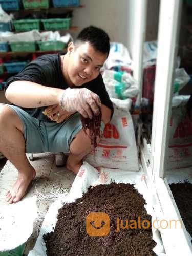 Cacing Tanah 1 Kg Kota Bekasi