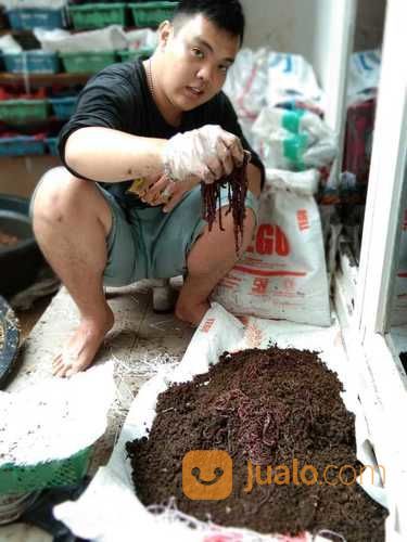 Cacing Tanah 1 Kg Kota Bekasi