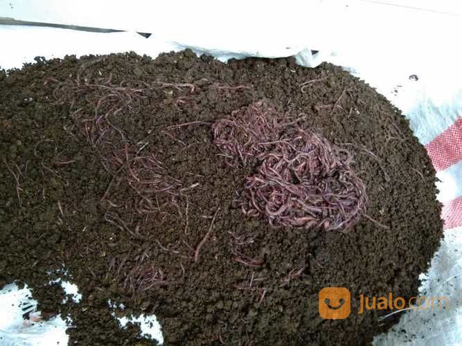 Cacing Tanah 1 Kg Kota Bekasi