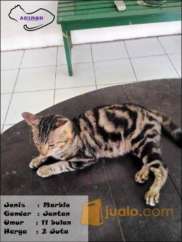 Kucing Bengal Marble