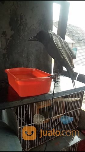 Anakan Burung Gagak Gaok