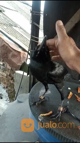 Anakan Burung Gagak Gaok