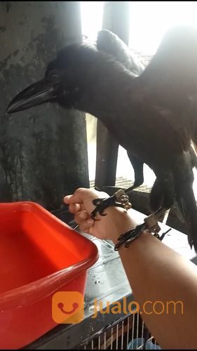 Anakan Burung Gagak Gaok