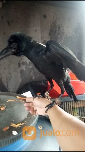 Anakan Burung Gagak Gaok