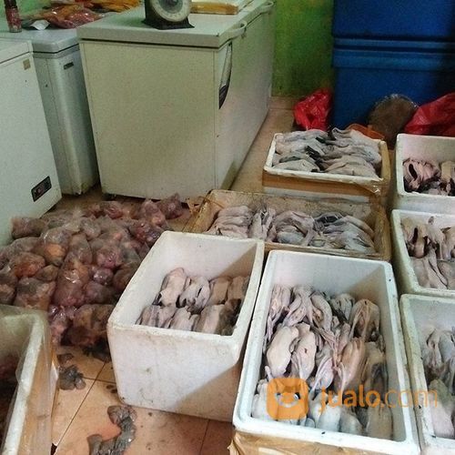 Ready Bebek Karkas Peking Dan Lokal Berbagai Ukuran